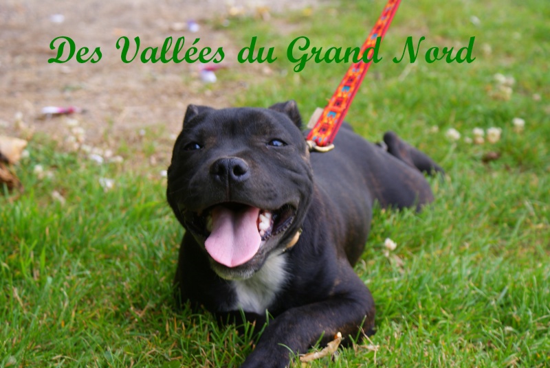 Les vallées du Grand Nord (staffordshire bull terriers ONLY) - Page 2 Dsc00212