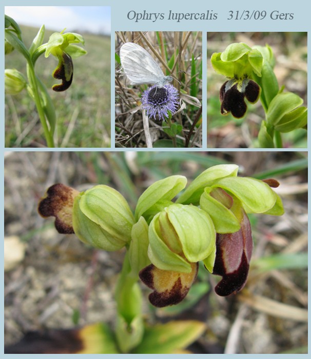 Ophrys (Pseudophrys) forestieri ( ex-lupercalis ) Luperc10