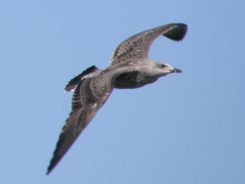 Larus argentatus na Docapesca de Portimão Larus_14