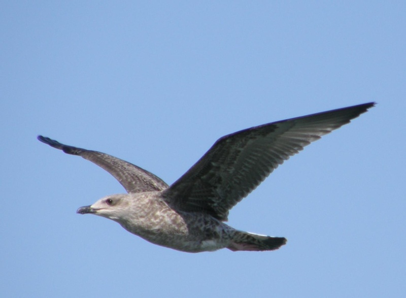 Larus argentatus na Docapesca de Portimão Larus_15