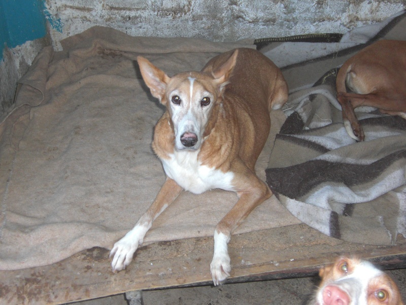 Yaya, abuelita podenca, Valencia- SPAG ADOPTADA - Página 2 Cimg3910