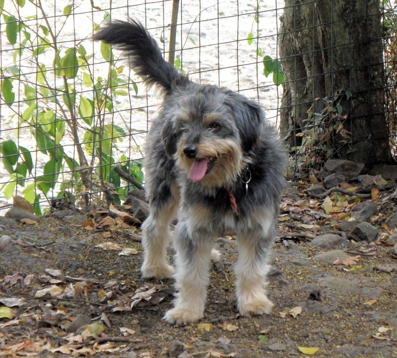 speedy femelle x caniche/york 7 mois Speedy10