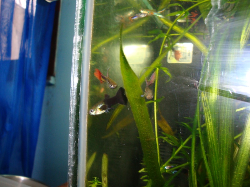 Mon aquarium 75L & mes poissons. 03010