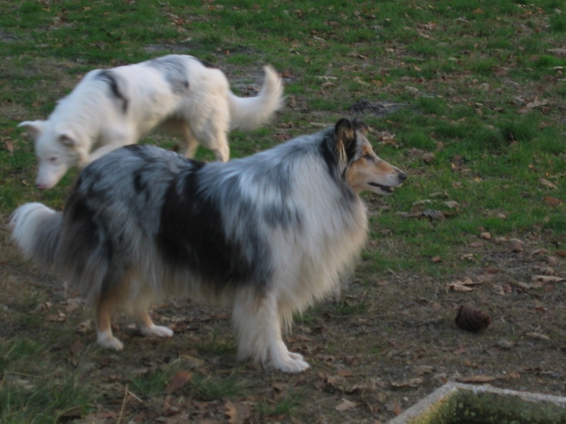 [adoptés] 2 très jolis et super sympas chiots mâles à adopte - Page 2 Photo_88