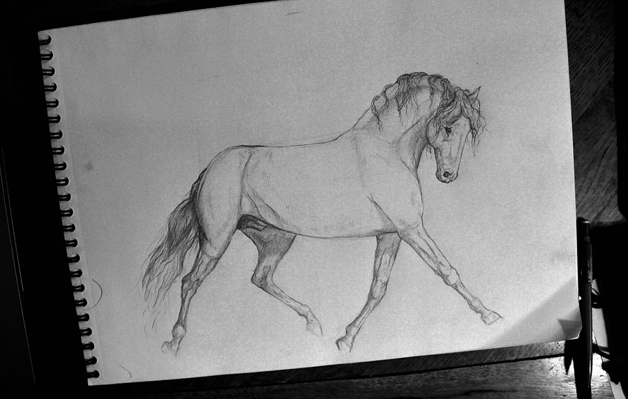 [D]WIP - dessin cheval au trot allongé. Final10