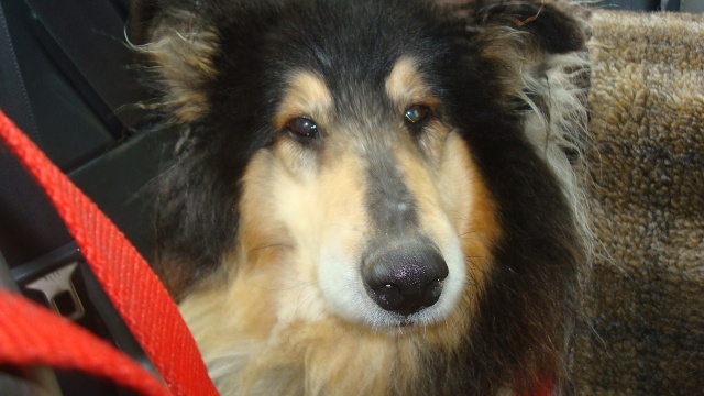 Rose, colley 9 ans ( asso caniseniors) Rose_010