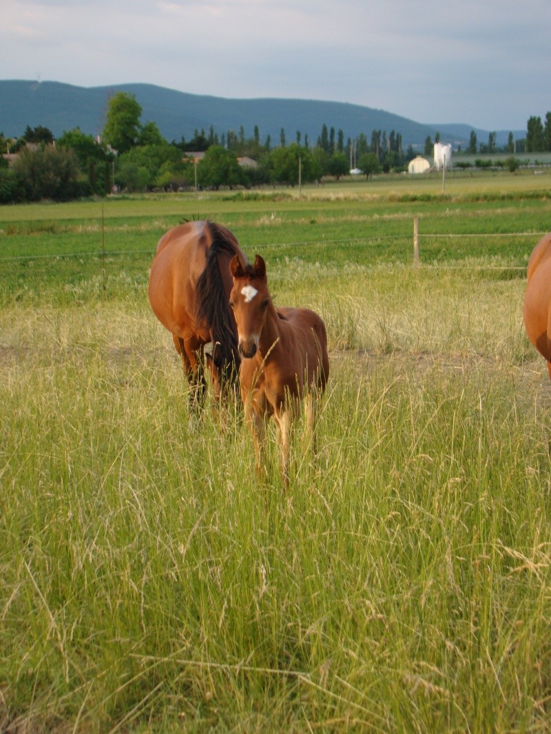 2009 Vayko des Lavandes Dsc04311