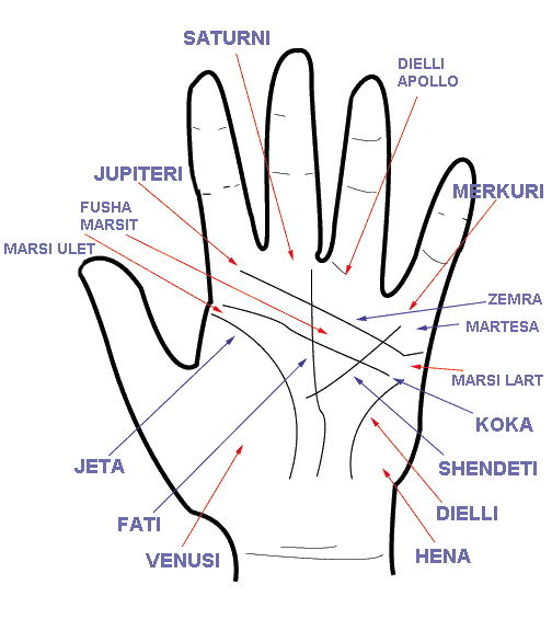 Falli i dorës 310