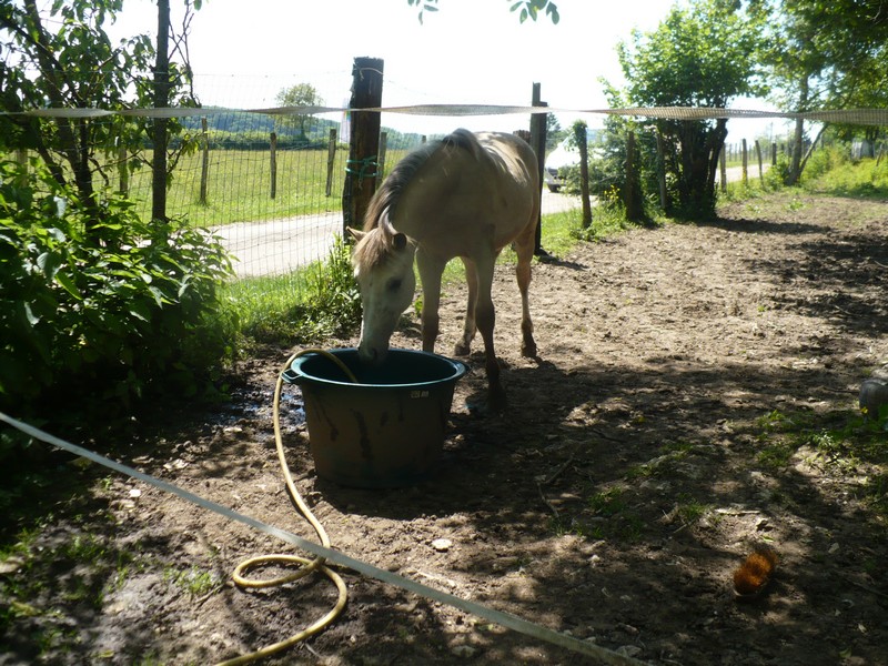 CHADOW - ONC Poney né en 2012 - adopté en septembre 2013 par Charlotte Chadow28