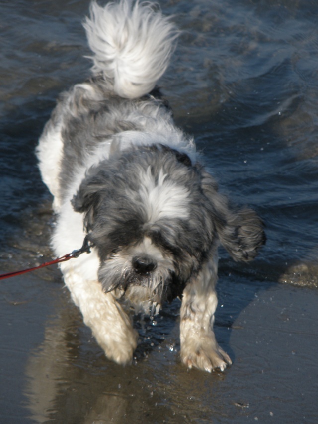 • YOUME, croisé Shih tzu, 1 an et demi - M 2013-023