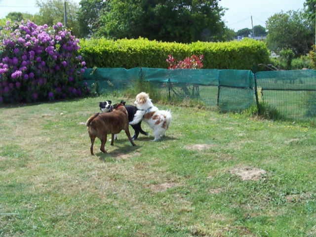 ISIS, petite Border Collie de 4 mois Jardin10