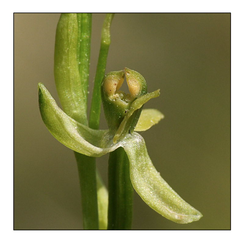 Lusus Ophrys araneola Lusus_10