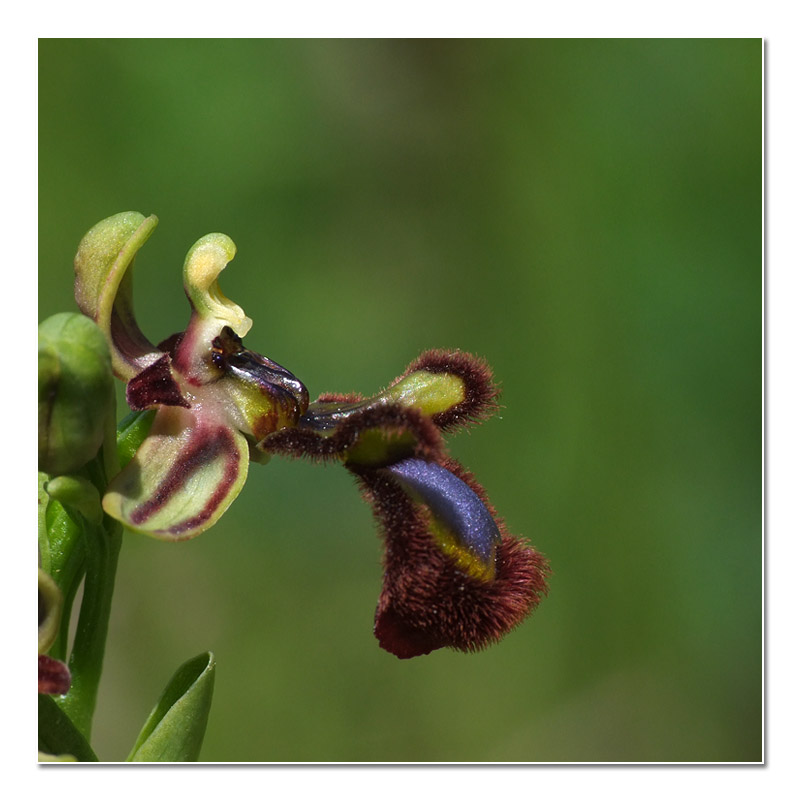Ophrys speculum (Ophrys miroir) O_cili11