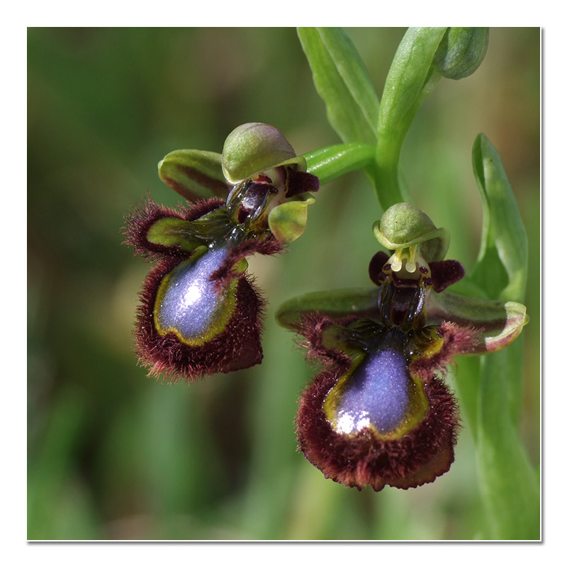 Ophrys speculum (Ophrys miroir) O_cili12