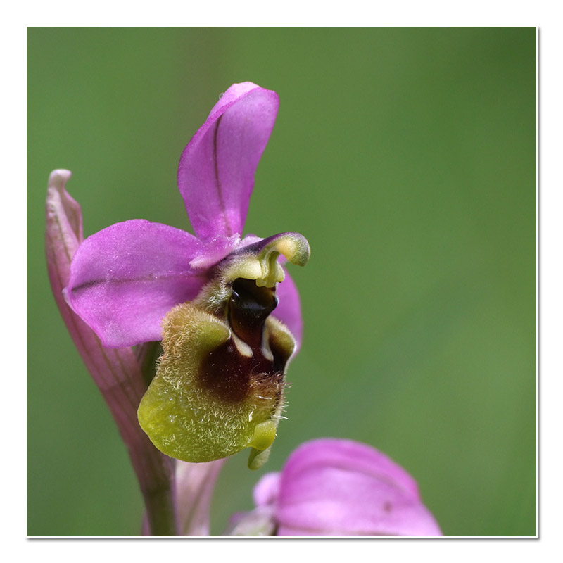 Ophrys tenthredinifera subsp. ficalhoana (Ophrys de Ronda) O_fica10