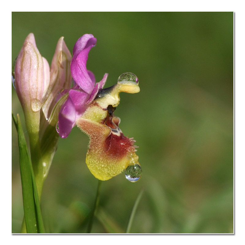 Ophrys tenthredinifera subsp. ficalhoana (Ophrys de Ronda) O_fica11