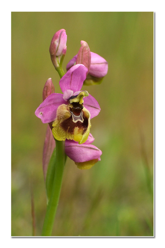 Ophrys tenthredinifera subsp. ficalhoana (Ophrys de Ronda) O_fica13