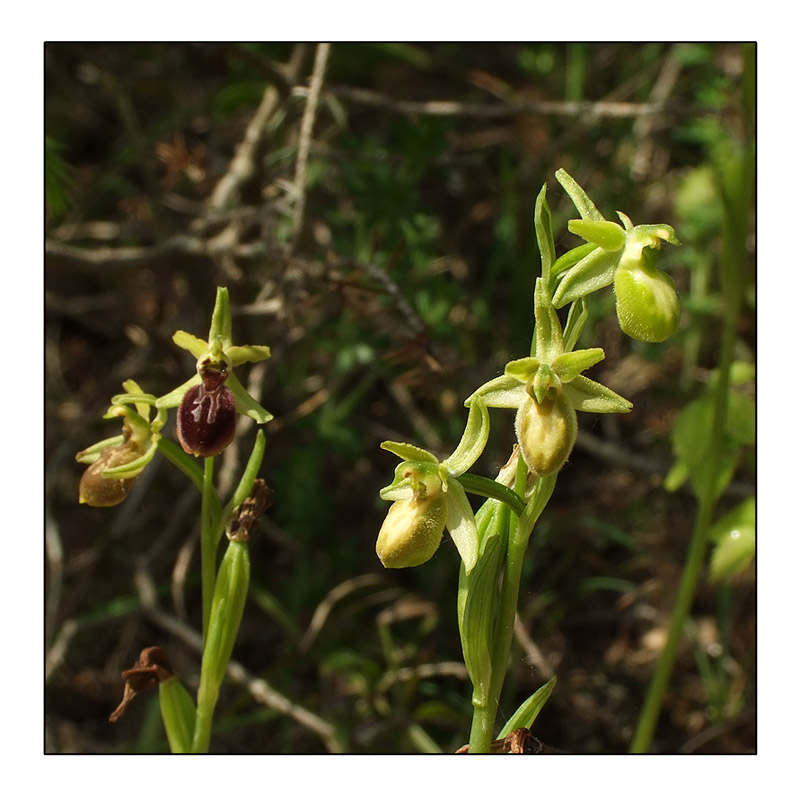 Ophrys occidentalis chlorantha [33] O_occi13
