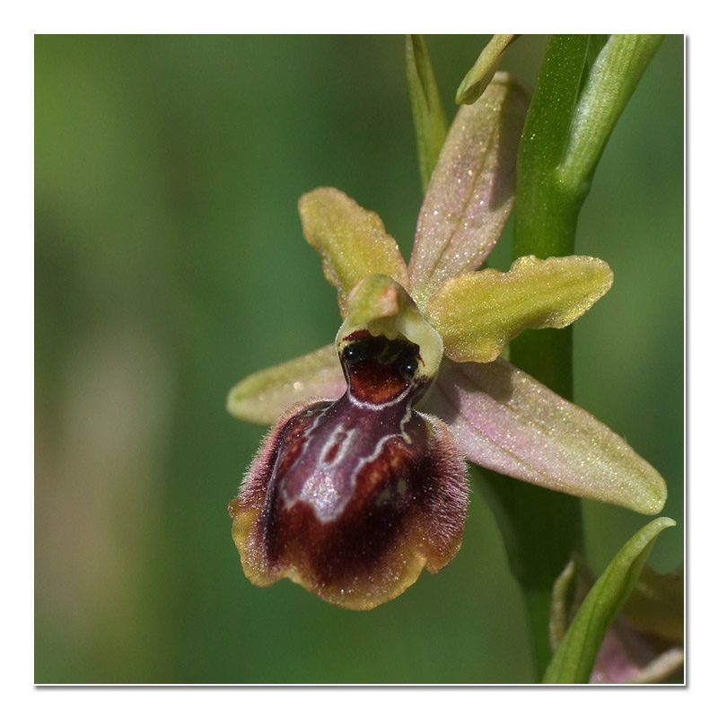 Ophrys riojana (Ophrys de la Rioja) O_rioj13