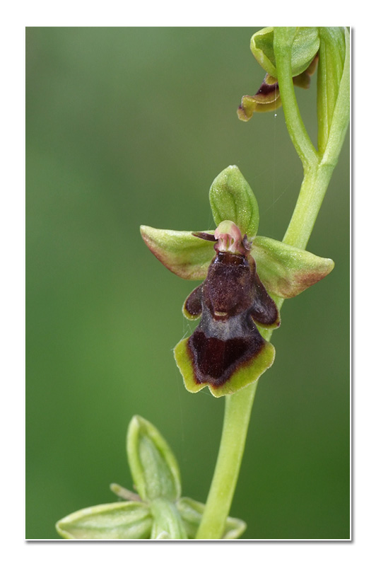 Ophrys subinsectifera  O_subi10