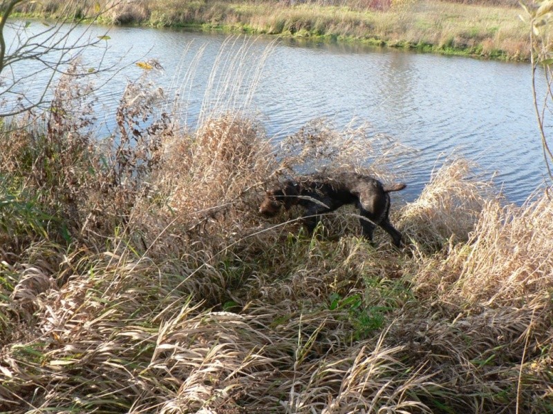 Eddy dans son marais Marais11