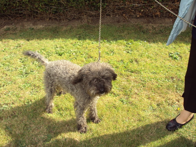 caniche de 10 ans, sans abris le 12 octobre Cacaho12