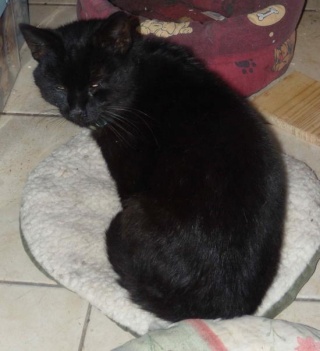 adoptée - cachou, chatte noire de 5 ans Cachou10
