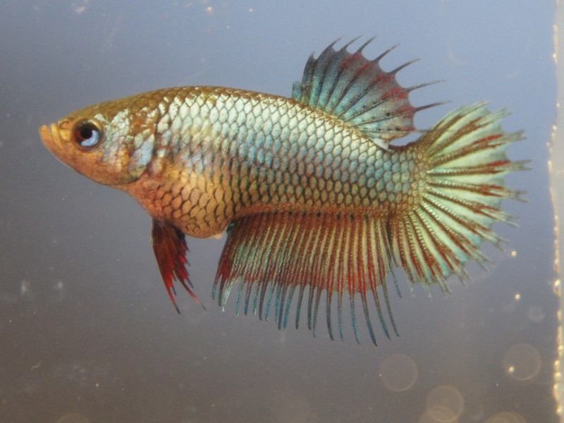 pkct Femell23