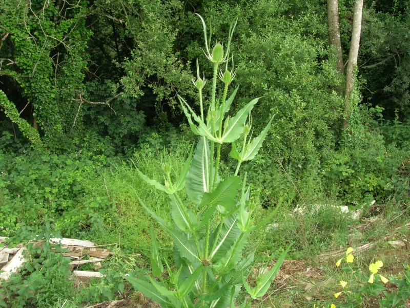 Identification d'une vivace qui pique - Dipsacus fullonum Dscn1613