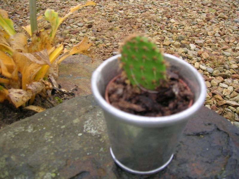 Mes petits cactus à indentifer Dscn1748