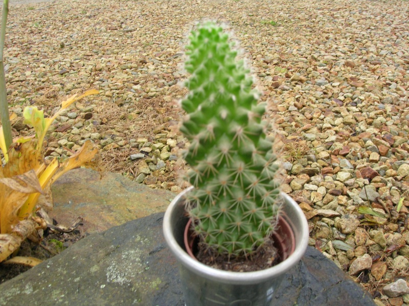 Mes petits cactus à indentifer Dscn1749