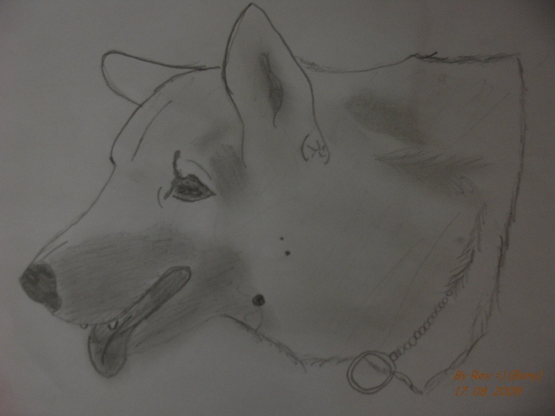My wolf- dog art Rex_pr10