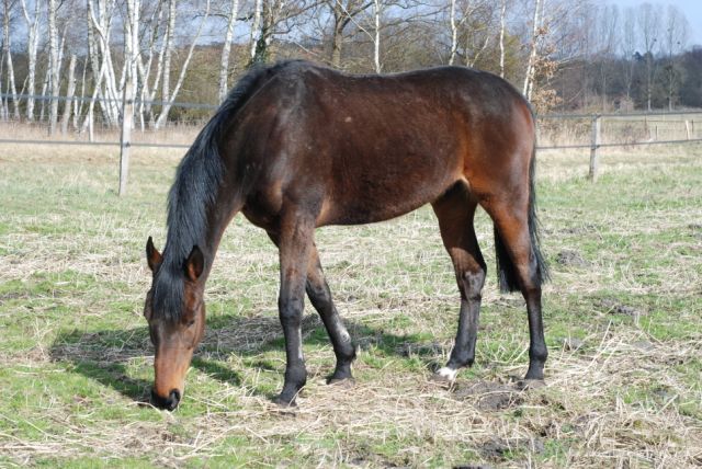 Safen, hongre PS de 6 ans adopté par Elise le 08.04.09 Safen10