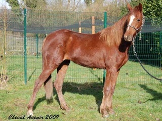 Testa, jument TF de 2 ans - adoptée par Gaëlle45 le 270309 Testa10