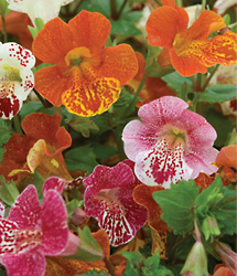 Mimulus B3809610