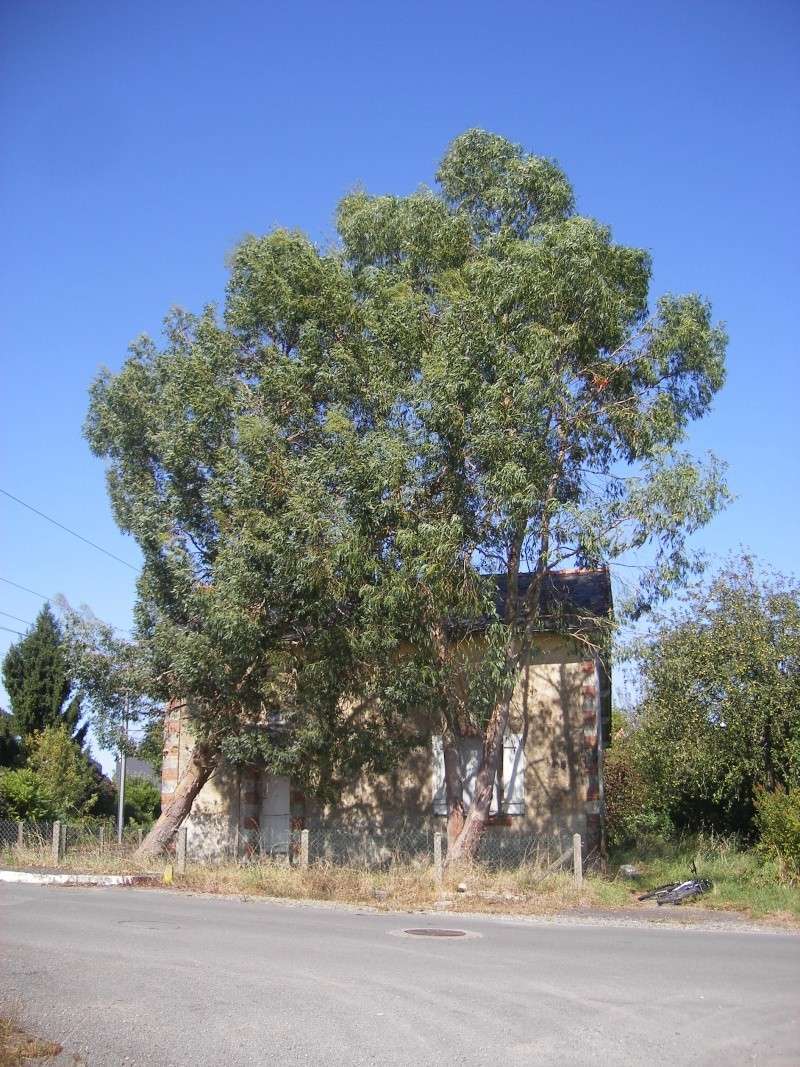 Eucalyptus gunnii ? Imgp4510