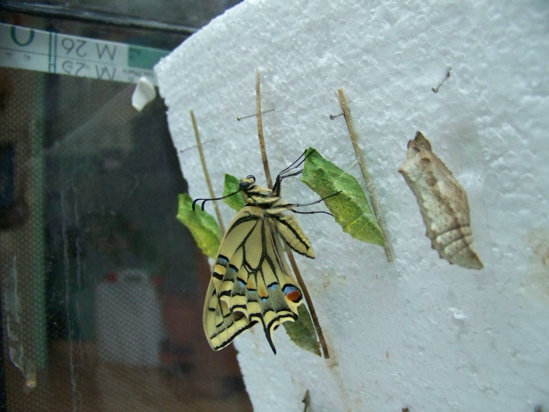 Papilio machaon 03110
