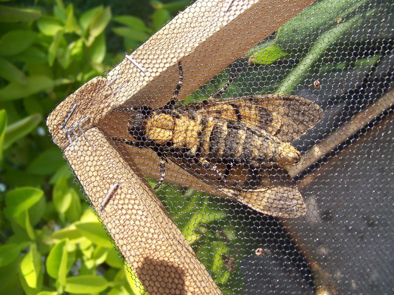 Acherontia atropos 05010