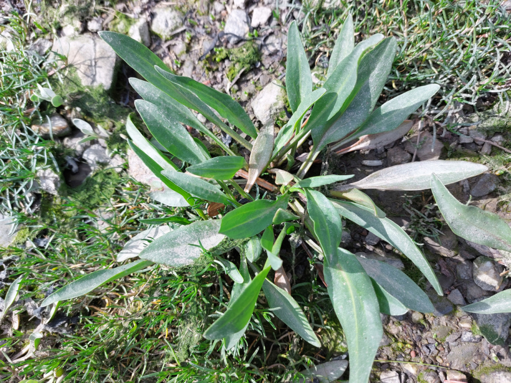 [Tripolium pannonicum] plante halophile (Aster maritime) 20230410