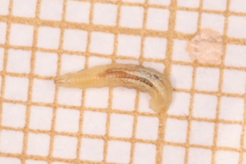 [Syrphidae (larve)] Plathelminthe ? Bidule10