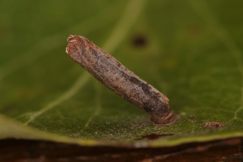 Coleophora spinella ? Case_c10