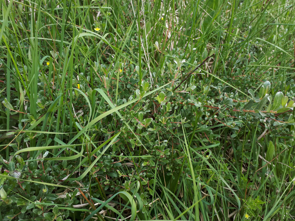 Salix repens ? Salix_10