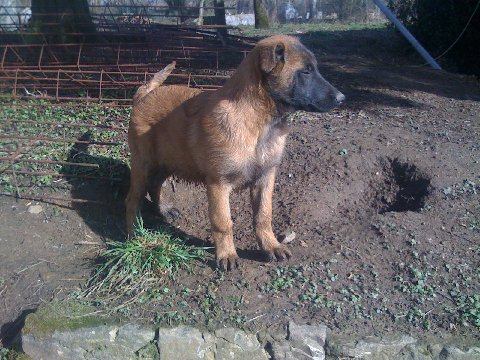 PORTEE DE MALOUS DANS LA MANCHE Dakota12