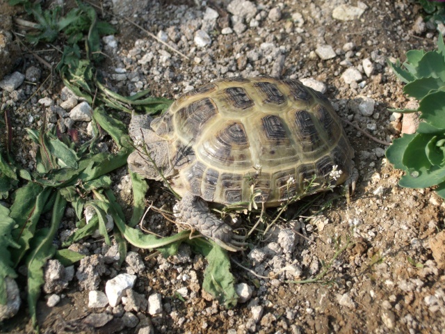 urgent!!! grosse perte de poids ...ma tortue est morte Dscf0811