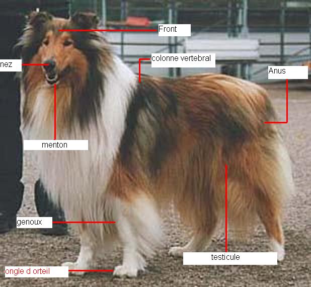 comment se defendre contre l'attaque d'un chien - Page 2 Ok110