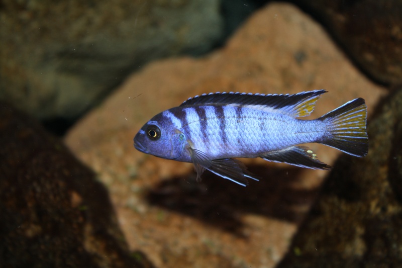 Pseudotropheus sp. "elongatus mpanga" Img_2611