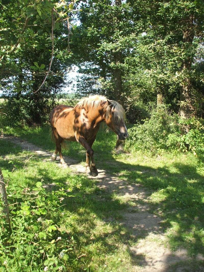 Beauty Full ,Typée Haflinger, sauvée par Emilie (Juin 2009) Dscf1210