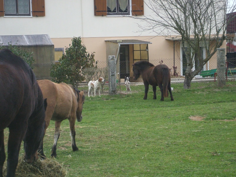 UNTER Poney onc sauvé grace aux menbres du forum !!!!!!!!!!! (Juin 2009) Unter_15