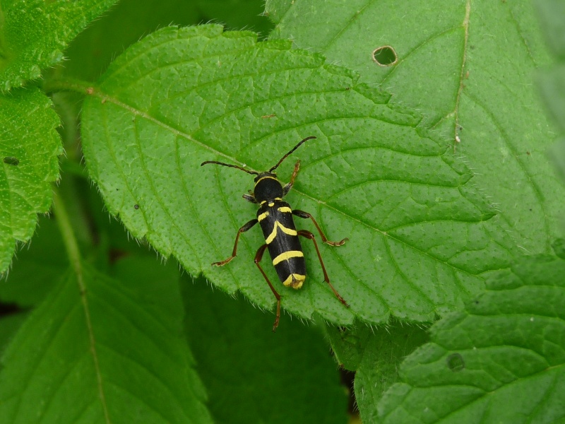 [Clytus arietis] Cérambycidae ? P1010913