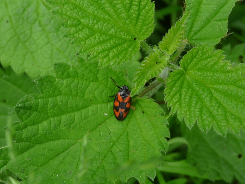 Petit insecte rouge et noir P1010917